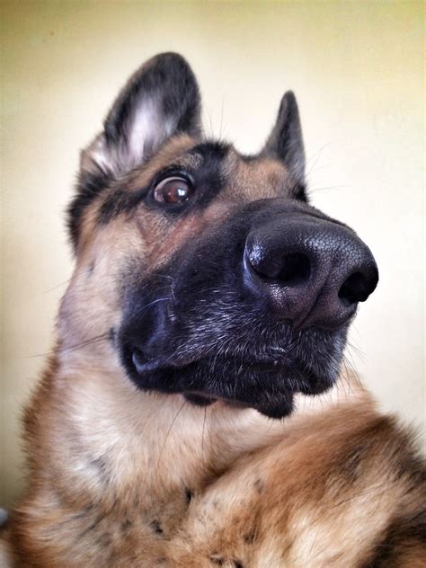 My What A Big Nose German Shepherds Forum