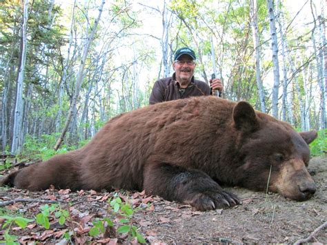 5 Day Black Bear Hunt For 2 Hunters Alaska Wilderness Enterprises