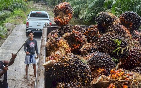 Yuk Ketahui Ciri Mesin Pabrik Sawit Di Papua Selatan PT