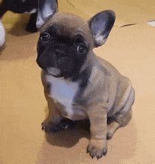 French bulldog loves the swimming pool. french-bulldog GIFs Search | Find, Make & Share Gfycat GIFs