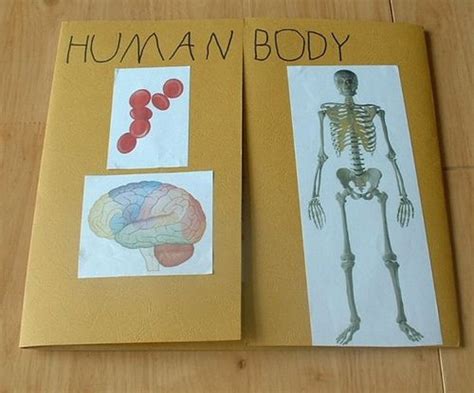 Human Body Lapbook Cover Human Body Lapbook Human Body Science
