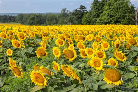 Beautiful Caledon Sunflower Fields Along The Great Trail - Davis Family ...