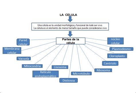 Blog Biopato Mapa Conceptual Sobre La Celula