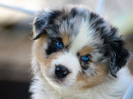 Australian shepherds' coats can be black, blue merle, red and red merle with tan points or white when choosing a food for your australian shepherd puppy, look for a formula with dha to nourish. Australian shepherd puppy with blue eyes | Dogs, breeds ...