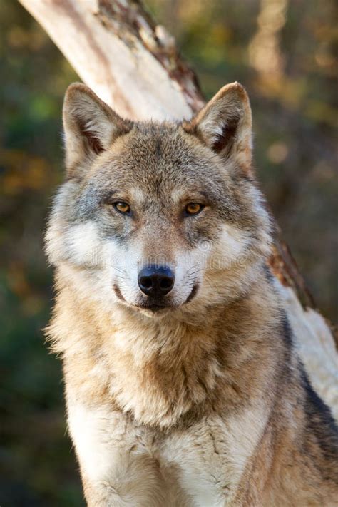 Close Up Of Grey Wolf Canis Lupus Stock Photo Image Of Predator