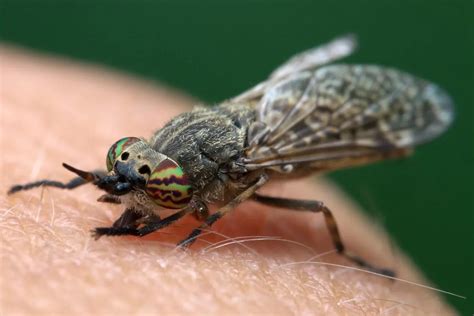 Horsefly Bite Animals Around The Globe
