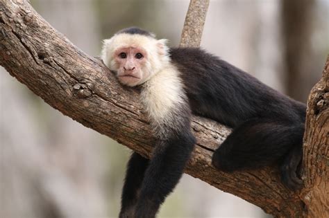 Hawkys Blog White Faced Capuchins