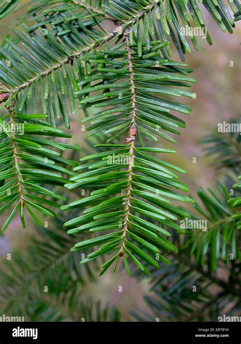 Balsam Fir Abies Balsamea Hi Res Stock Photography And Images Alamy