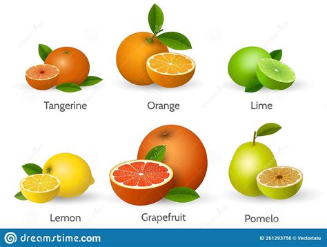 Citrus Types Illustration Stock Vector Illustration Of Vitamin 261293756