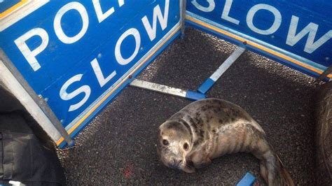 Seal Pup Brings Road To A Standstill In North East Bbc News