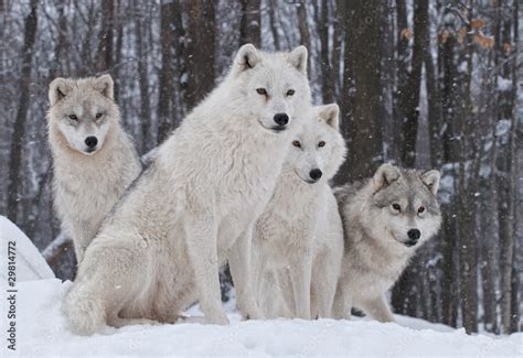 Arctic Wolf Pack Stock Photo Adobe Stock