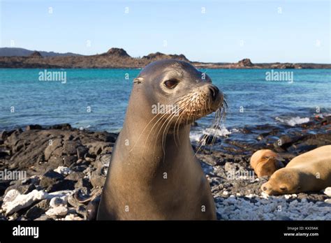 Galapagos Sea Lion Zalophus Wollebaeki Close Up Of Head Chinese