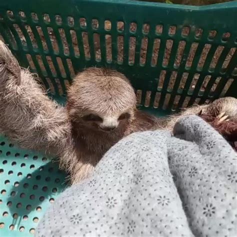 Filhote de preguiça é resgatado após aparecer na frente de casa no ES