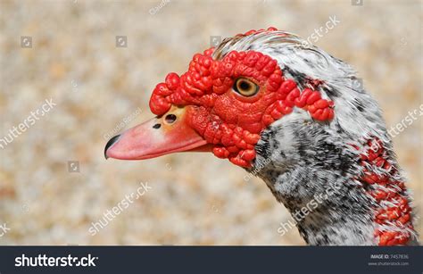 A Strange Looking Duck That Looks Kind Of Like A Turkey Stock Photo