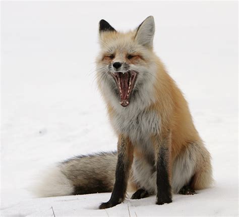 Red Fox Yawning Free Stock Photo Public Domain Pictures