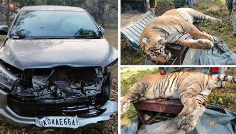 Speeding Vehicle Kills Tiger In Corbett Tiger Reserve Uttarakhand
