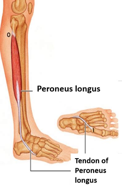 Lateral Compartment Of Leg Peroneus Longus And Peroneus Brevis