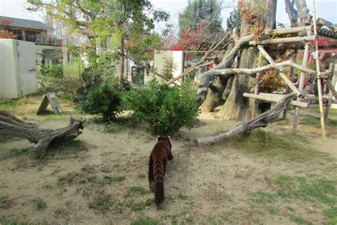Zoos In Japan Kyoto City Zoo