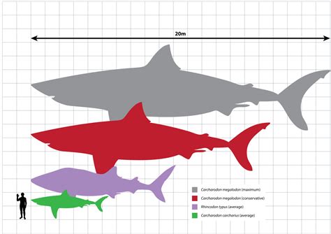 Info Junction Blog 10 Facts About Megalodon