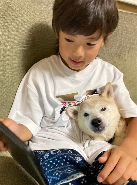 Snsで反響小学2年の男の子が仲良しの柴犬を書いた愛あふれる 自由研究 が絵本に！ ひろんのブログ