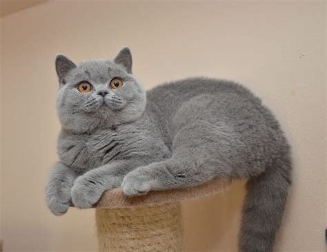 332 Best British Shorthair Cats Cinnamon Images On Pinterest Canela