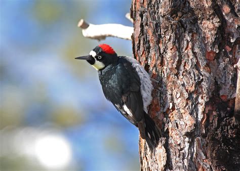 Acorn Woodpeckerimg1606edited 1 Acorn Woodpecker Femal Flickr