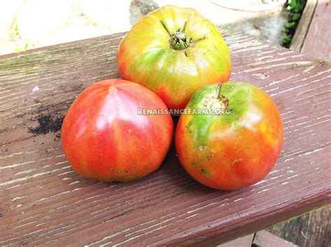 Anna Russian Tomato Seeds Available At