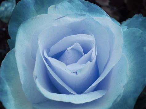 Examining Blue Winter Roses Blue Winter Roses