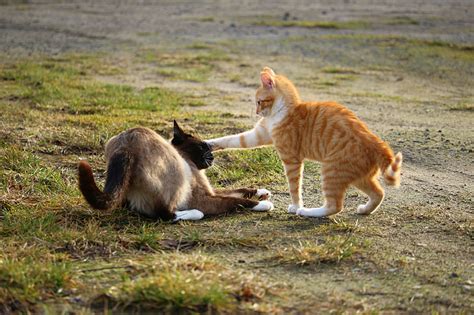 Royalty Free Photo Two Orange And Siamese Cats Playing On Grass Field