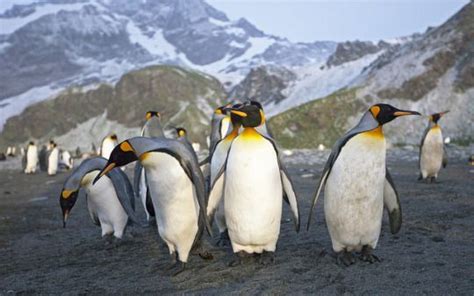 King Penguins Enjoying Sunrise By Treklightly On Flickr King Penguin Penguins Steppe