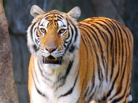 Animals Tiger Wildlife Big Cats Zoo Whiskers Fauna Mammal