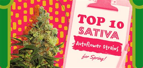 Top 10 Sativa Autoflower Strains For Spring Crop King Seeds