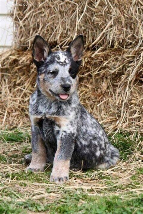 Ive Already Had One And Feel In Love With The Breed So I Cant Wait To