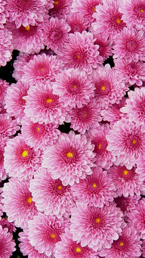 Pink Flower Wallpaper For Phone Cute Wallpapers 2024