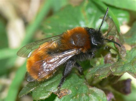 Maybe you would like to learn more about one of these? Bees and lawn aeration | Hagbourne Wildlife