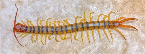 10 Incredible Centipede Facts