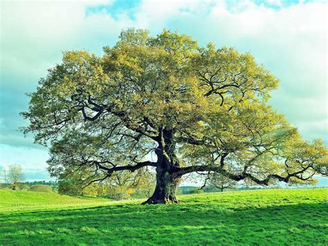 How to grow and care for oak trees | Love The Garden