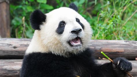 Free Photo Panda Bear Animal Bear Jungle Free Download Jooinn