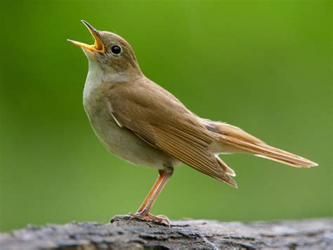 The Mystery Behind The Nightingales Beautiful Song Has Been Revealed