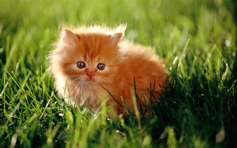 Beautiful Little Red Cat On Grass Wallpapers And Images Wallpapers