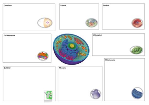 Introduce specialised animal cells and specialised plant cells to your key stage 3 students with this collection of specialised cell worksheets.&nbsp;alternatively, use this worksheet to aid student's revision at the end of the cell biology topic to see how well they can label the specialised plant cells and give examples of different types of specialised cells.&nbsp;the resource contains a. New AQA 2016 GCSE Science Spec Plant & Animal Cells Lesson ...