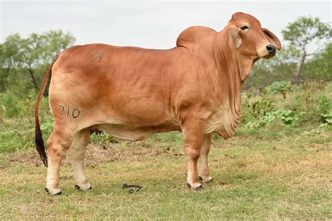 Brahman for sale in south africa. Leading Brahman Cattle Provider, Moreno Ranches Announces ...