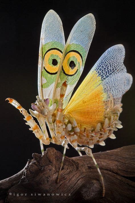 5788 Best Gods Amazing Creation Images On Pinterest Nature