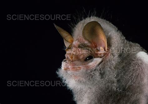 Wrinkle Faced Bat Wings