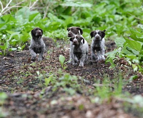 Litter Of Puppies Stock Photo Image Of Park Playful 41343192