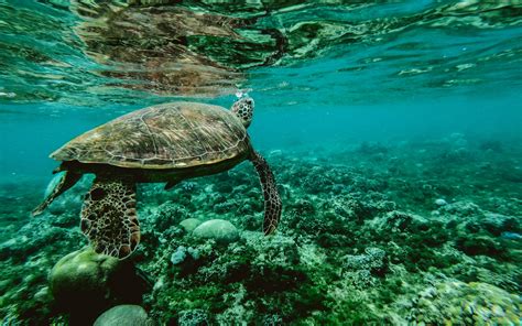 X Turtle Underwater Wallpaper X Resolution HD K Wallpapers Images Backgrounds