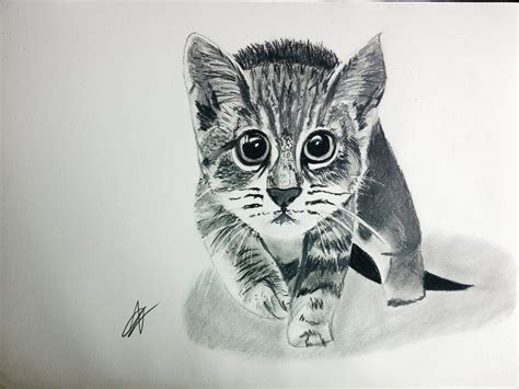 Cómo Dibujar Un Gato Realista Paso A Paso Explicado Muy FÁcil