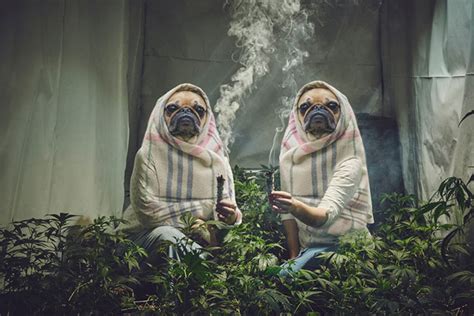 Check spelling or type a new query. Weed Smoking Nuns Get Hilariously Photoshopped (10 Pics)