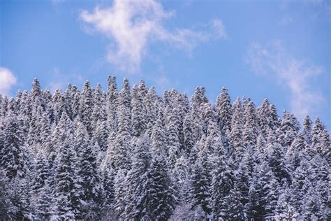 Premium Photo Snowy Spruce Forest In The Mountains