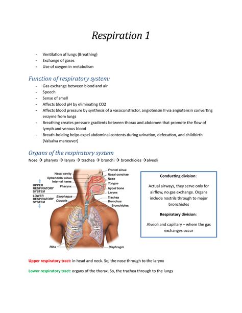 Human Anatomy And Physiology Lecture Notes Respiration Respiration